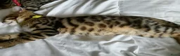 Mixed Breed cats for sale: 4 boys,XL Bengal × Maine Coon  - Advert 34