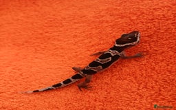 Leopard Gecko reptiles for sale: Baby leopard geckos  - Image 2