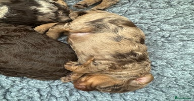 Cockapoo dogs - Advert 10