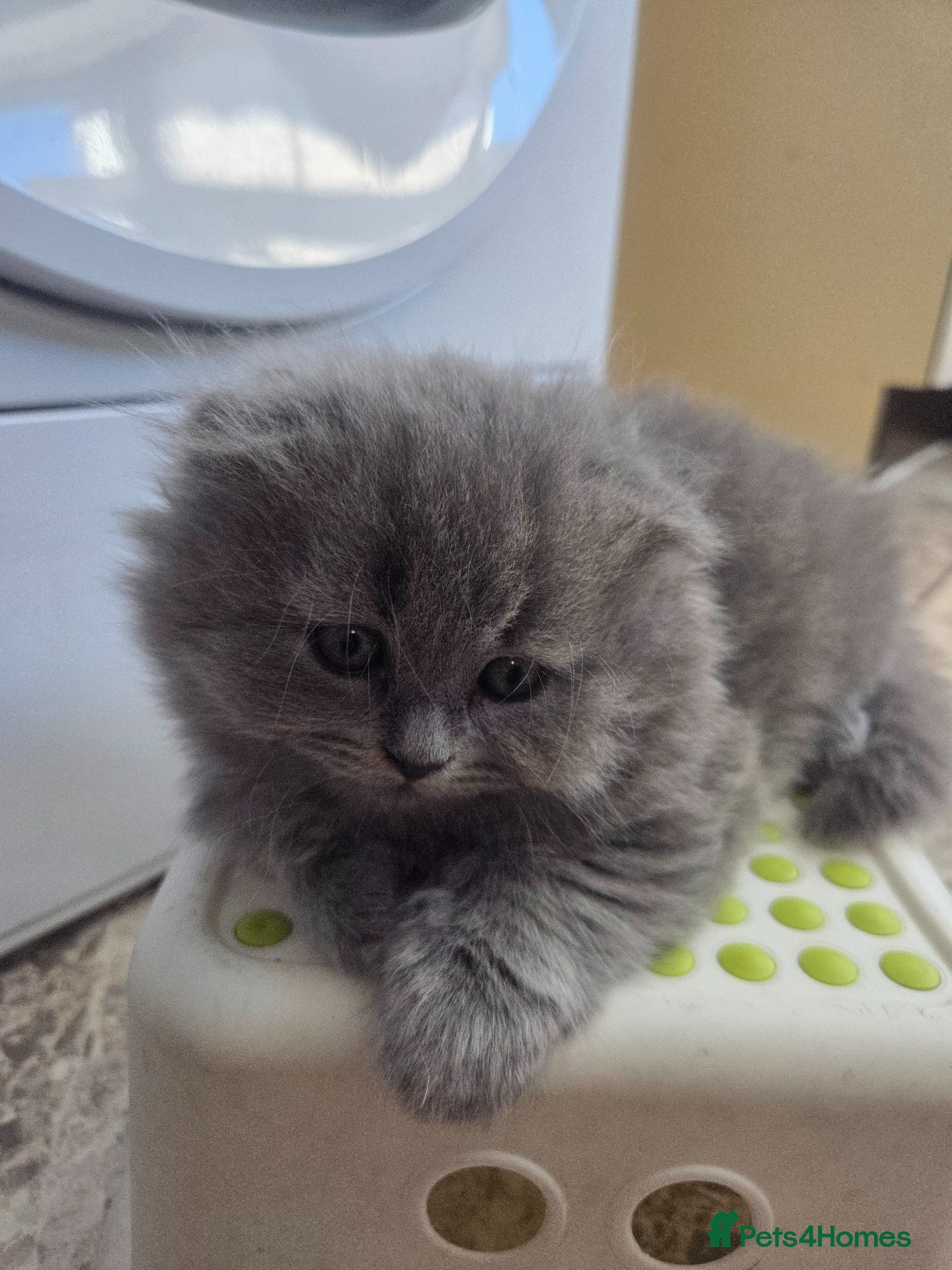 Scottish Fold cats for sale: Scottish kittens blue fold and straight boy, girl in Nottingham - Advert 19