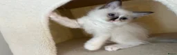 Ragdoll cats for sale: Pure ragdoll 7 weeks old clearance sale London  - Advert 30