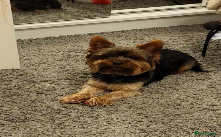 Yorkshire Terrier dogs - Advert 4