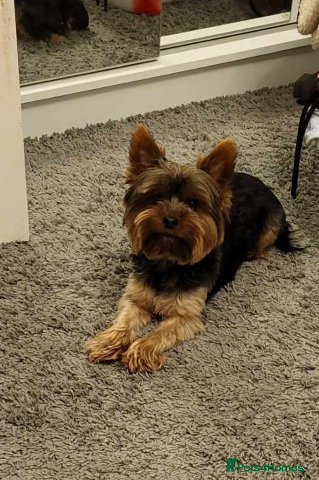 Yorkshire Terrier dogs for stud: For stud only Yorkshire Terrier  - Image 1