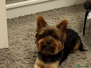 Yorkshire Terrier dogs - Advert 26