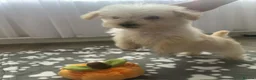 Westiepoo dogs for sale:  Gorgeous 10-Week-Old Westiepoo Boy  - Advert 24