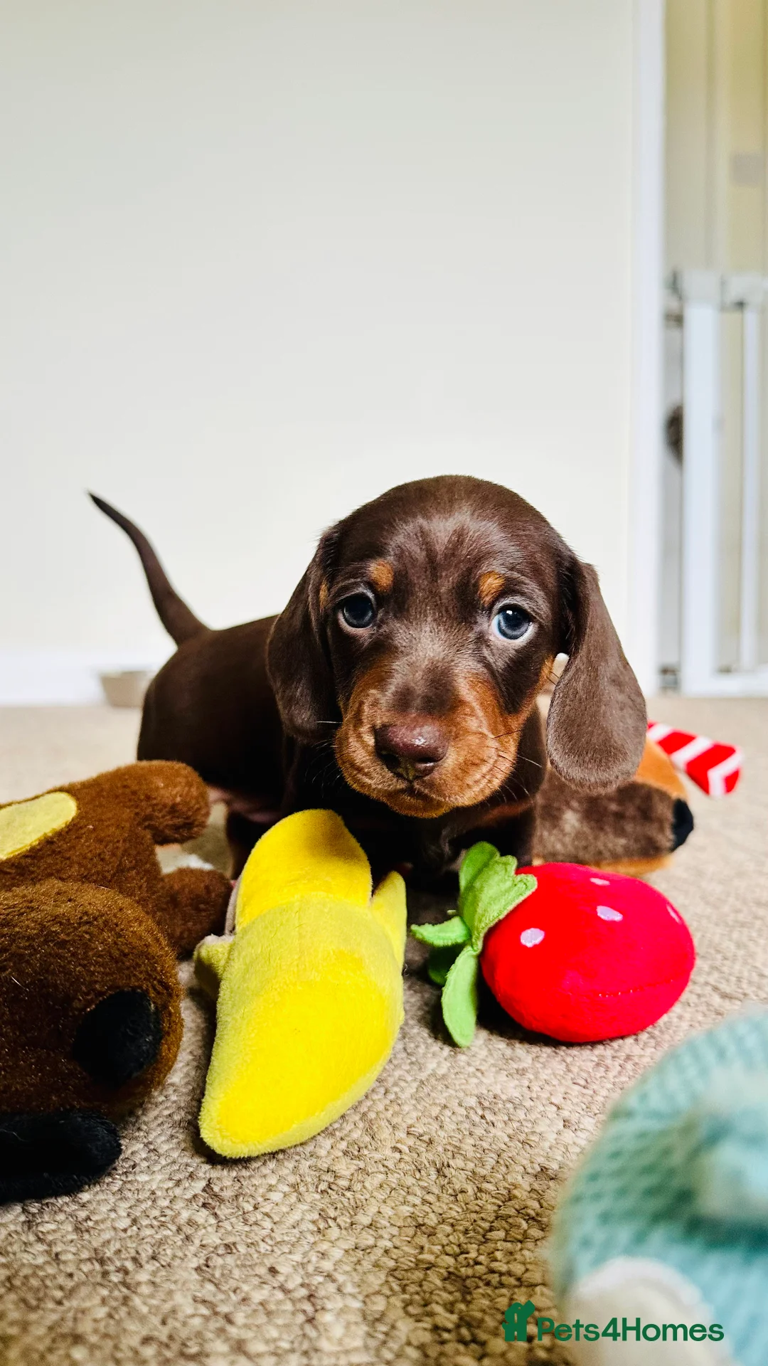 Miniature Dachshund dogs for sale: Trainer Raised Mini Dachshund Puppies - Advert 6