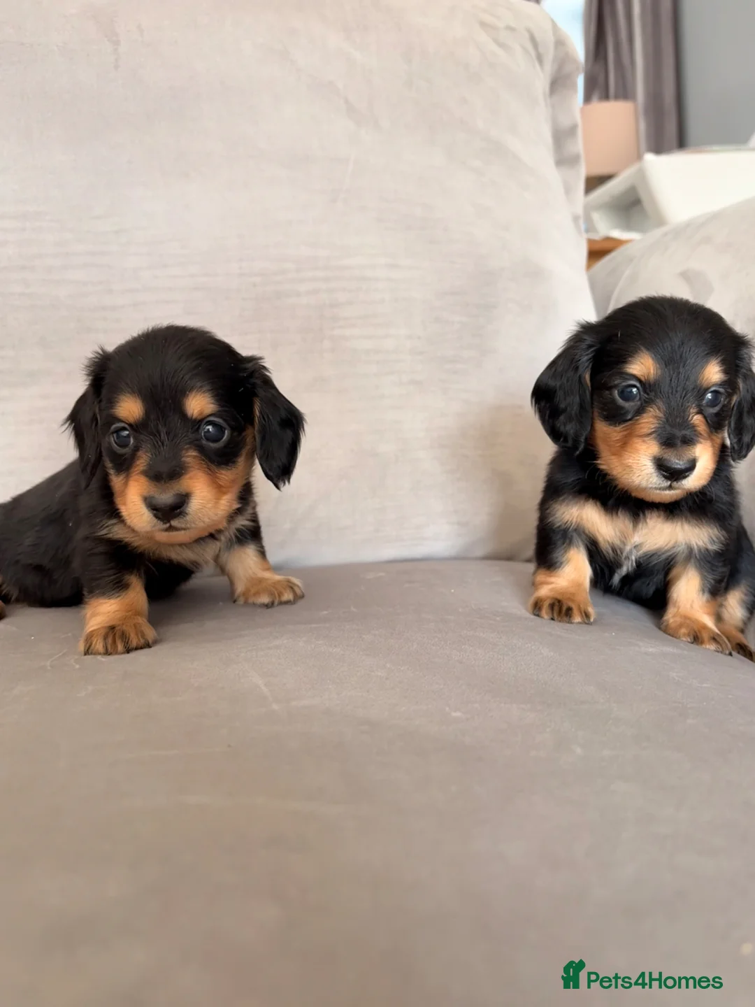 Miniature Dachshund dogs for sale: Minature Dachshund Puppies - Advert 1