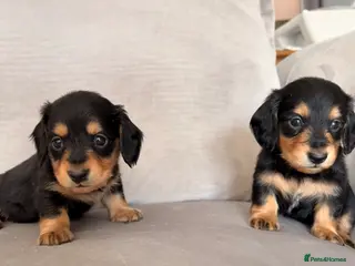 Miniature Dachshund dogs Minature Dachshund Puppies - Advert 3