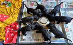 Cocker Spaniel dogs for sale: KC registered Show Cocker Spaniels puppues - Image 6