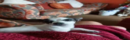 Chiweenie dogs for sale: Beautiful little boy chihuahua cross dauchound  - Advert 3