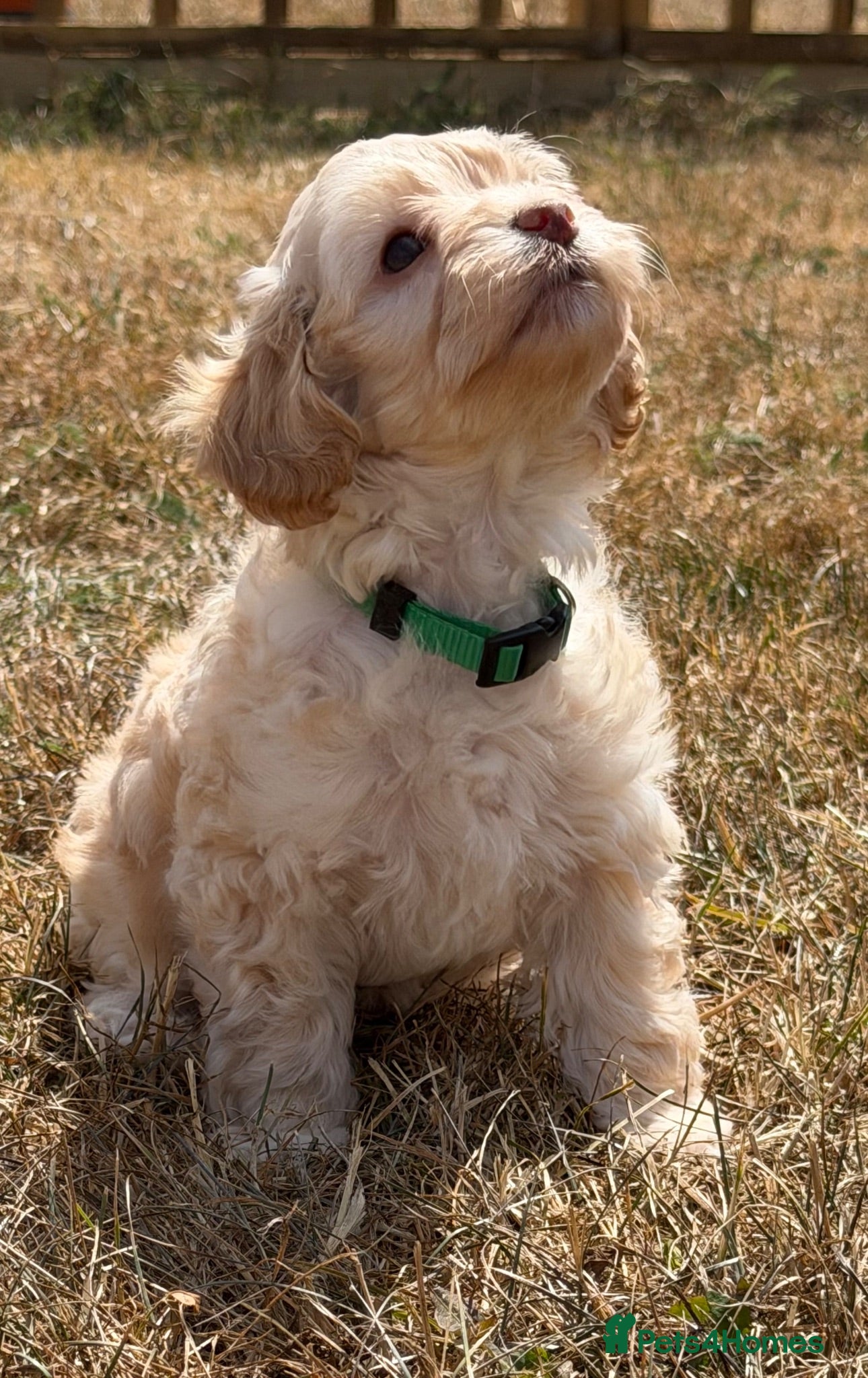 Cockapoo dogs Stunning F1B Cockapoo puppies  - Advert 5