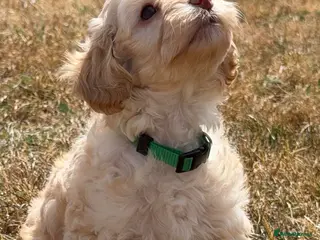 Cockapoo dogs Stunning F1B Cockapoo puppies - Advert 5