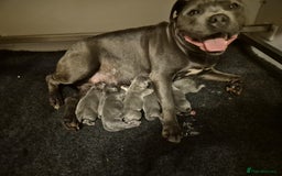Staffordshire Bull Terrier dogs for sale: Outstanding KC blue Cubs Available! 4.8% coi! - Image 2
