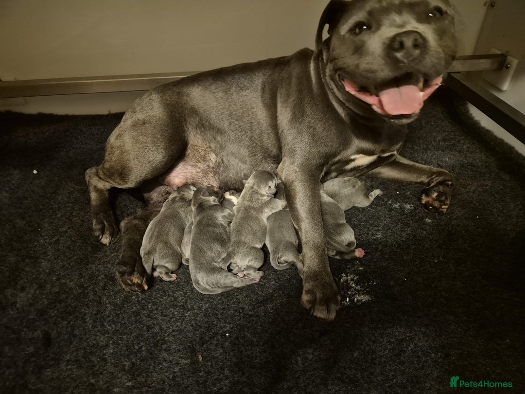 Staffordshire Bull Terrier dogs for sale: Outstanding KC blue Cubs Available! 4.8% coi! - Image 2