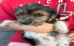 Mixed Breed dogs for sale: Beagle Cross puppies  - Image 18