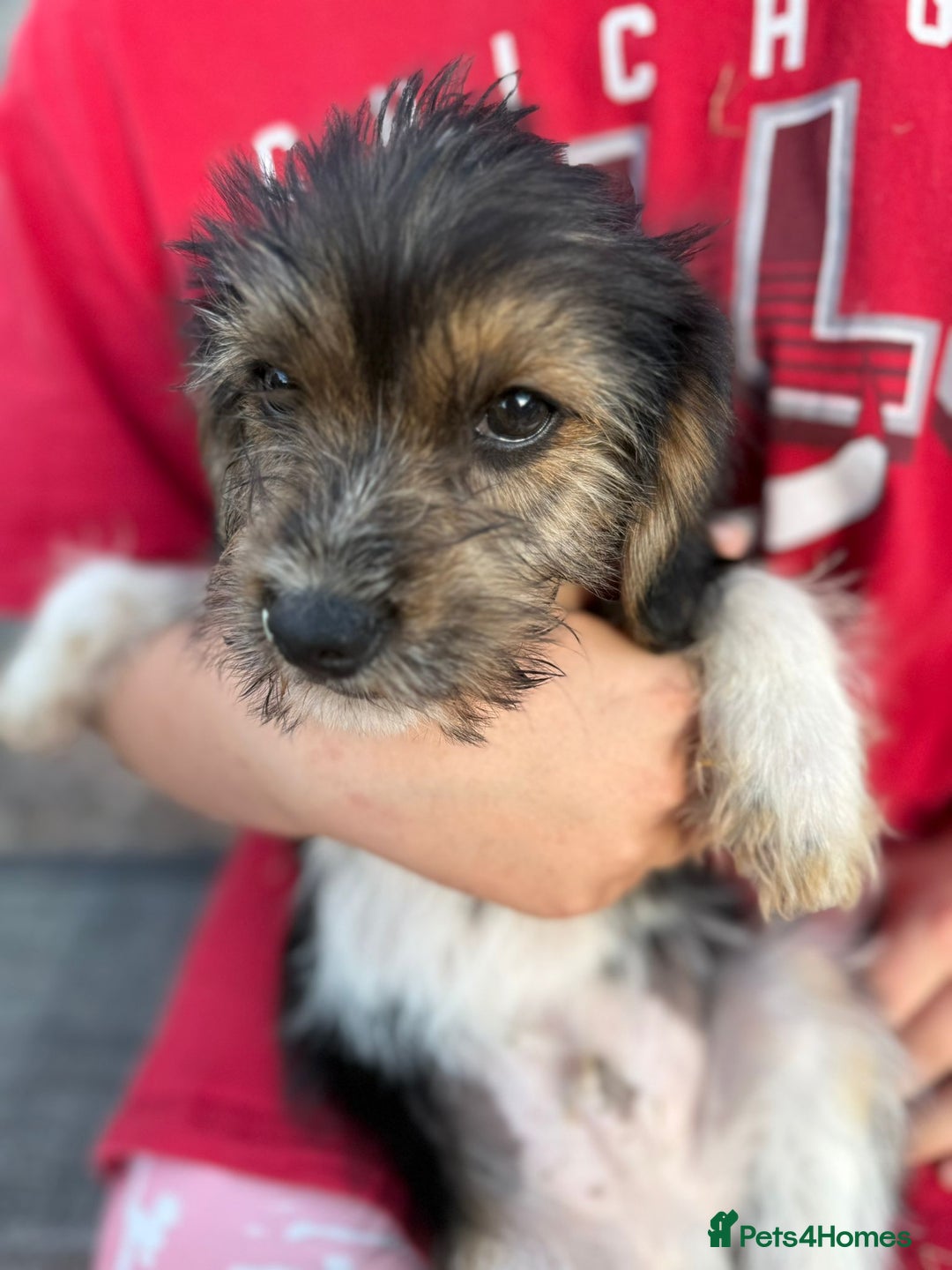 Mixed Breed dogs for sale: Beagle Cross puppies  - Image 18