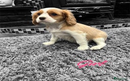 Cavalier King Charles Spaniel dogs for sale: *KC Registered DNA BVA/PRA Clear Cavalier Puppies* - Image 5