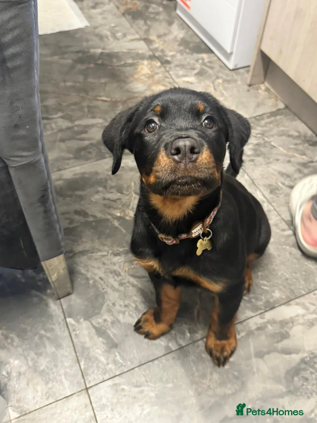 Rottweiler dogs for sale: Rottweiler female pup - Advert 3