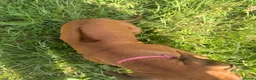 Rhodesian Ridgeback dogs for sale: One beautiful gentle kc little girl - Advert 20