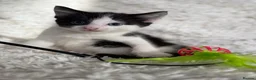 Mixed Breed cats for sale: must go to loving homes - Advert 4