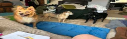 Mixed Breed dogs for adoption: Dawn for adoption in Leigh-on-Sea - Advert 3