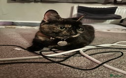 Domestic Shorthair cats for sale: 1yr old tortoiseshell looking for a loving home - Image 3