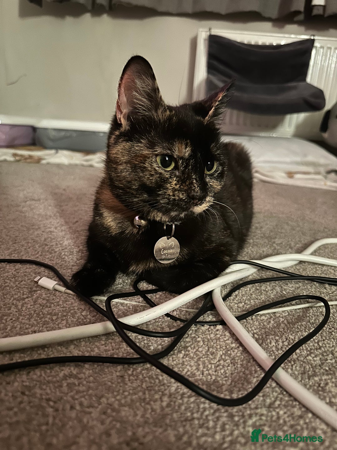 Domestic Shorthair cats for sale: 1yr old tortoiseshell looking for a loving home - Image 3