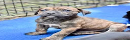 Mixed Breed dogs for sale: Beautiful Cane Corso / Bullmastiff Puppies  - Advert 12