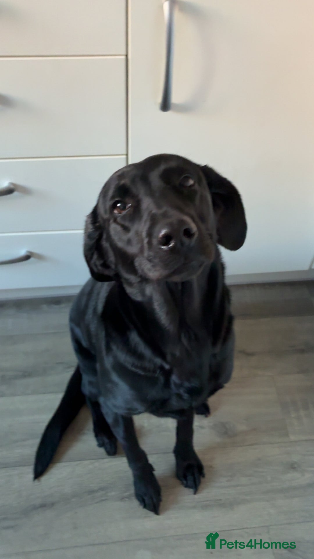 Labrador Retriever dogs for sale: Beautiful black lab for rehoming - Advert 5