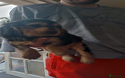Cocker Spaniel dogs for sale: Only 1 boy left READY TO GO show Cockers  - Image 2