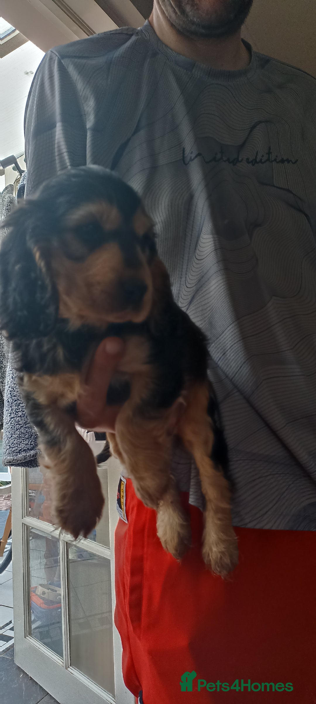 Cocker Spaniel dogs for sale: Only 1 boy left READY TO GO show Cockers  - Image 2