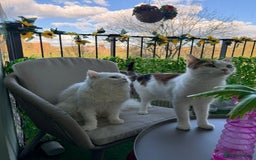 Mixed Breed cats for sale: Indoor, Half Persian Cat – Ideal for a Quiet Home - Image 9