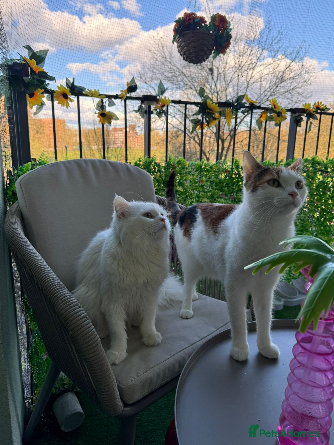 Mixed Breed cats for sale: Indoor, Half Persian Cat – Ideal for a Quiet Home - Image 9