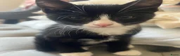 Mixed Breed cats for sale: 3 kittens for sale  - Advert 6