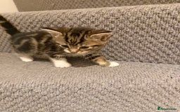 Mixed Breed cats for sale: 3 beautiful female kittens. - Image 8