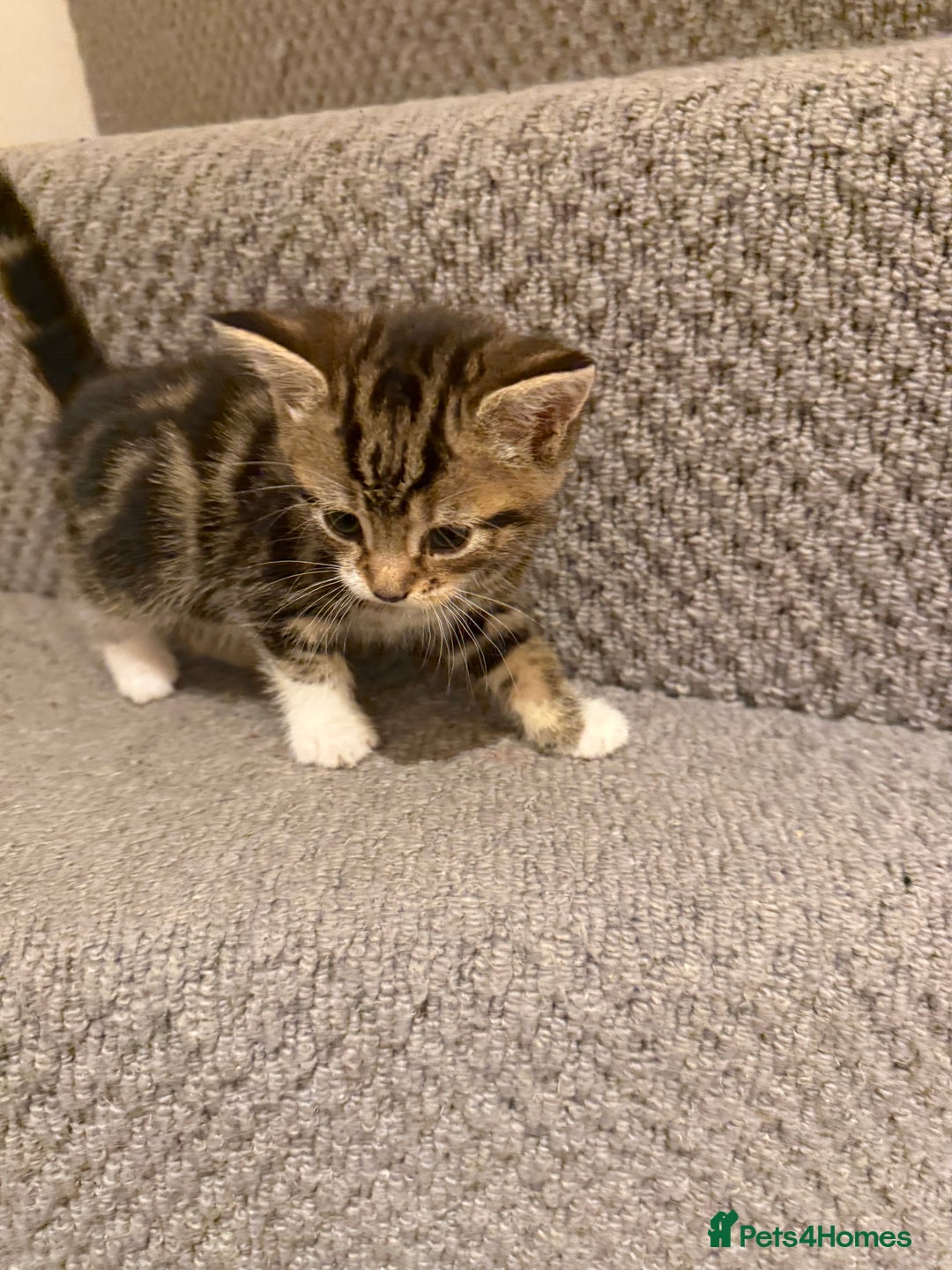 Mixed Breed cats for sale: 3 beautiful female kittens. - Image 8