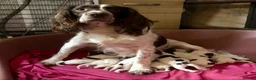 English Springer Spaniel dogs for sale: English Springer Spaniel pups for sale! - Advert 15