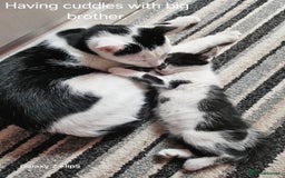 Mixed Breed cats for sale: Fluffy black and white. - Image 11