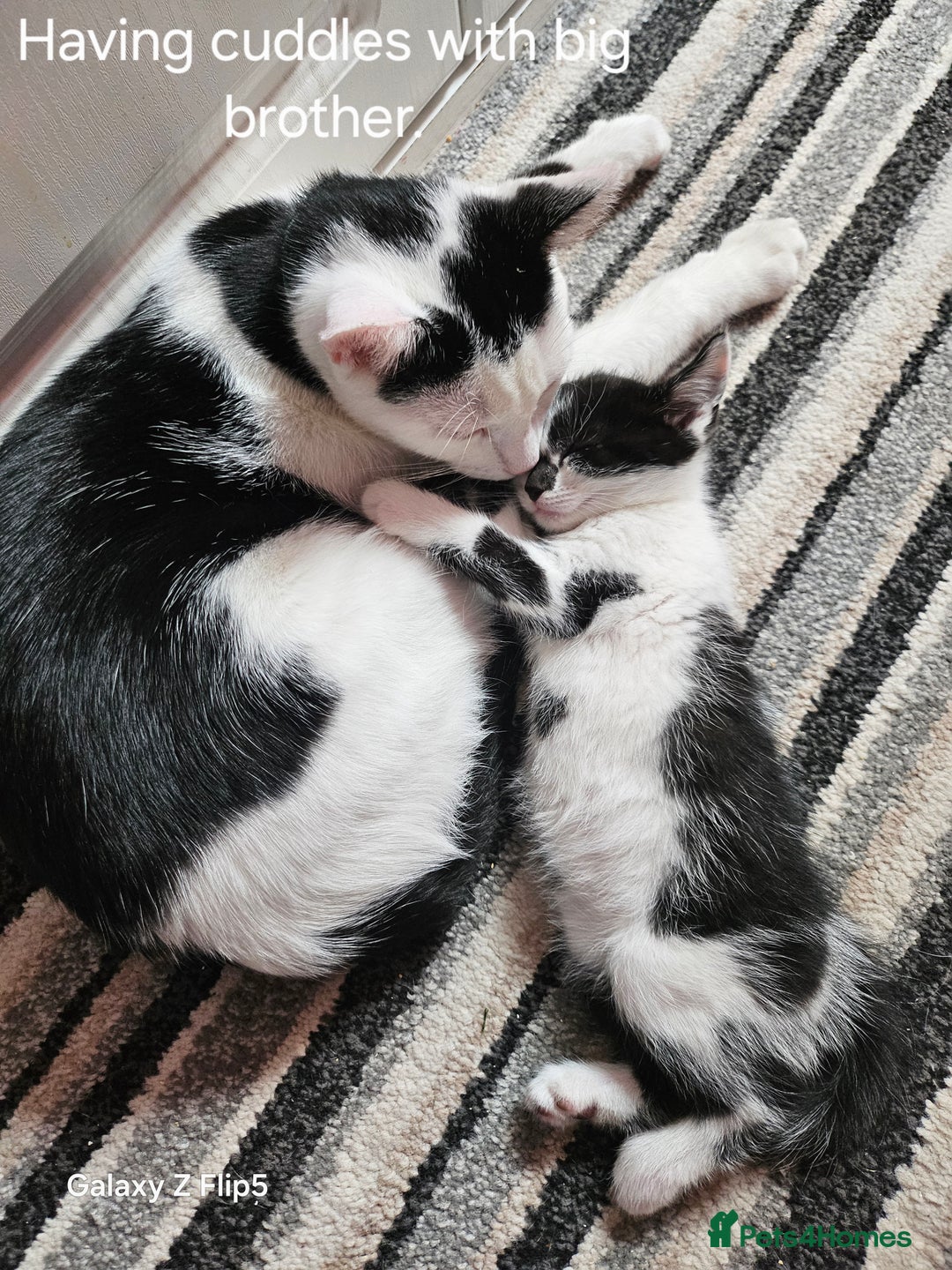 Mixed Breed cats for sale: Fluffy black and white. - Image 11