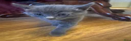 Mixed Breed cats for sale: Russian blue mix kittens  - Advert 28