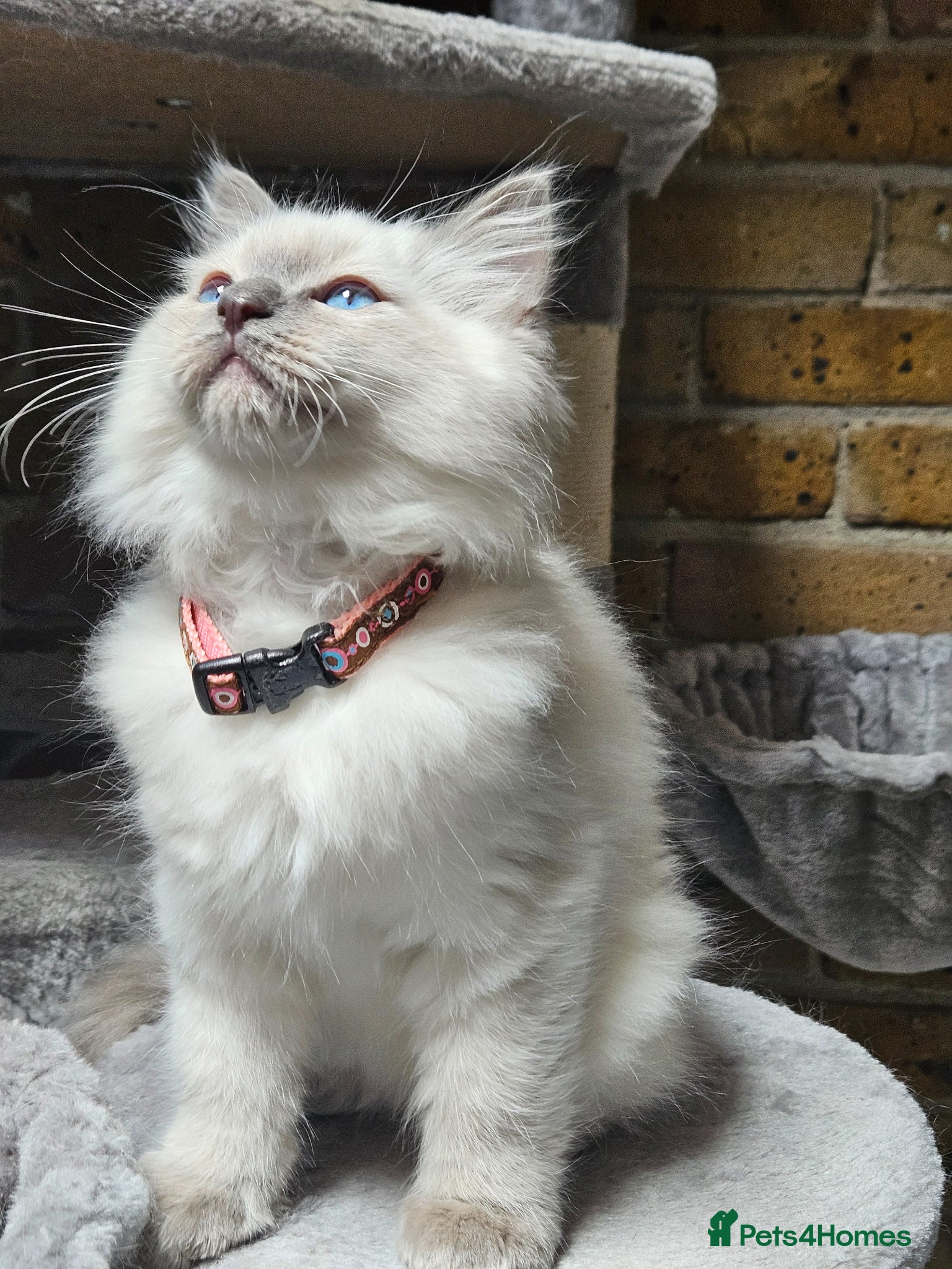 Ragdoll cats Ragdoll Kitten AVALIABLE  - Advert 14