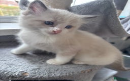 Ragdoll cats for sale: Ragdoll x BSH - Ready now - Image 8