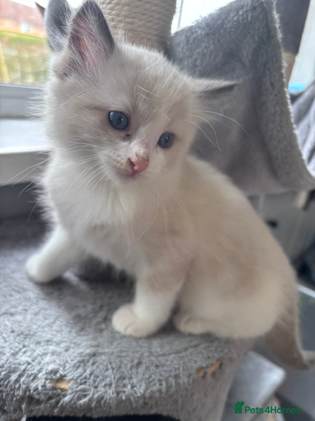 Ragdoll cats for sale: Ragdoll x BSH - Ready now - Image 8