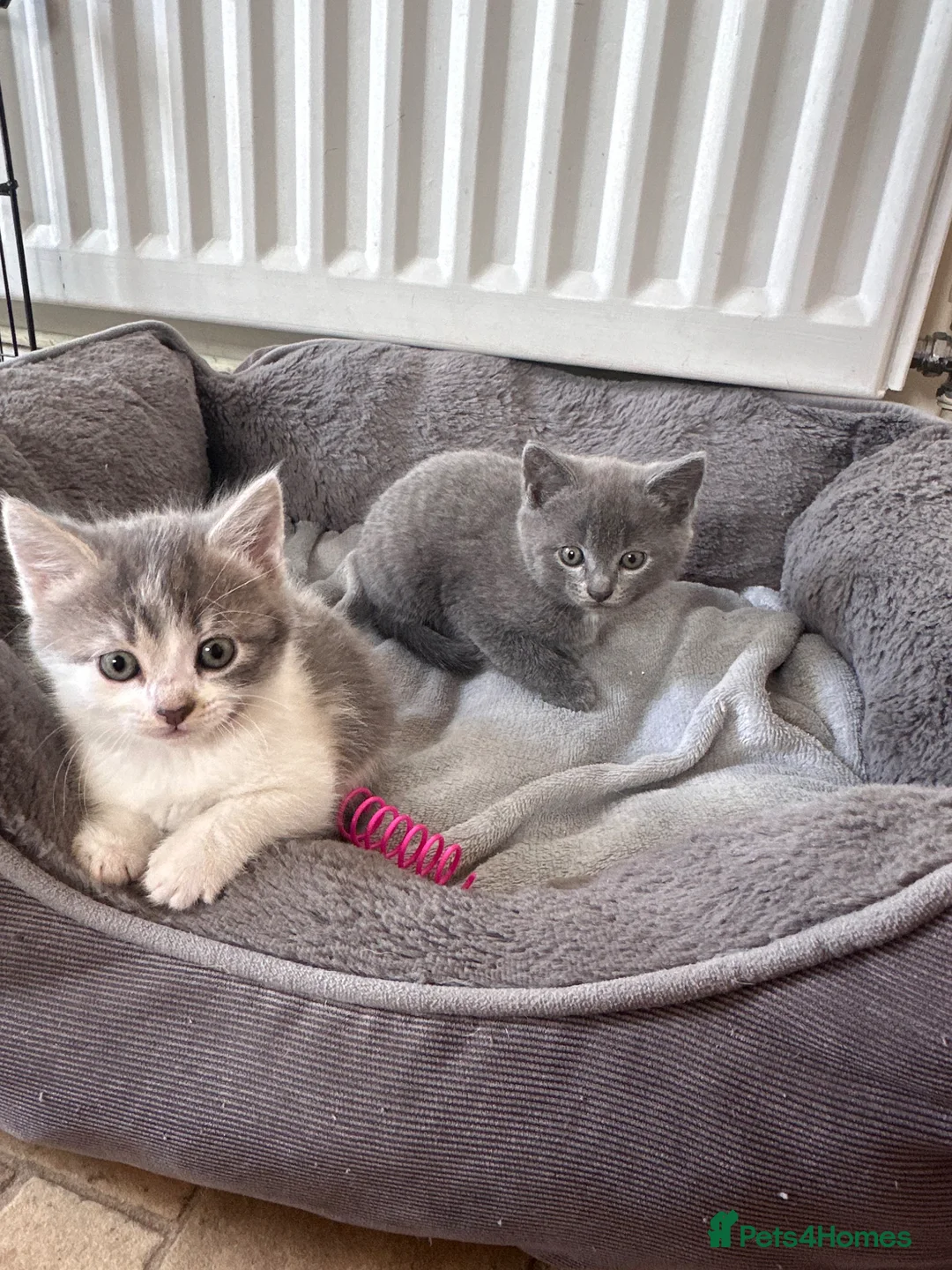 Mixed Breed cats for sale: 6 Gorgeous grey and white mixed kittens  - Advert 2