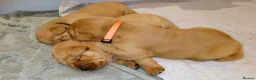 Labrador Retriever dogs for sale: Beautiful KC Registered Fox Red Labrador Puppies - Advert 12