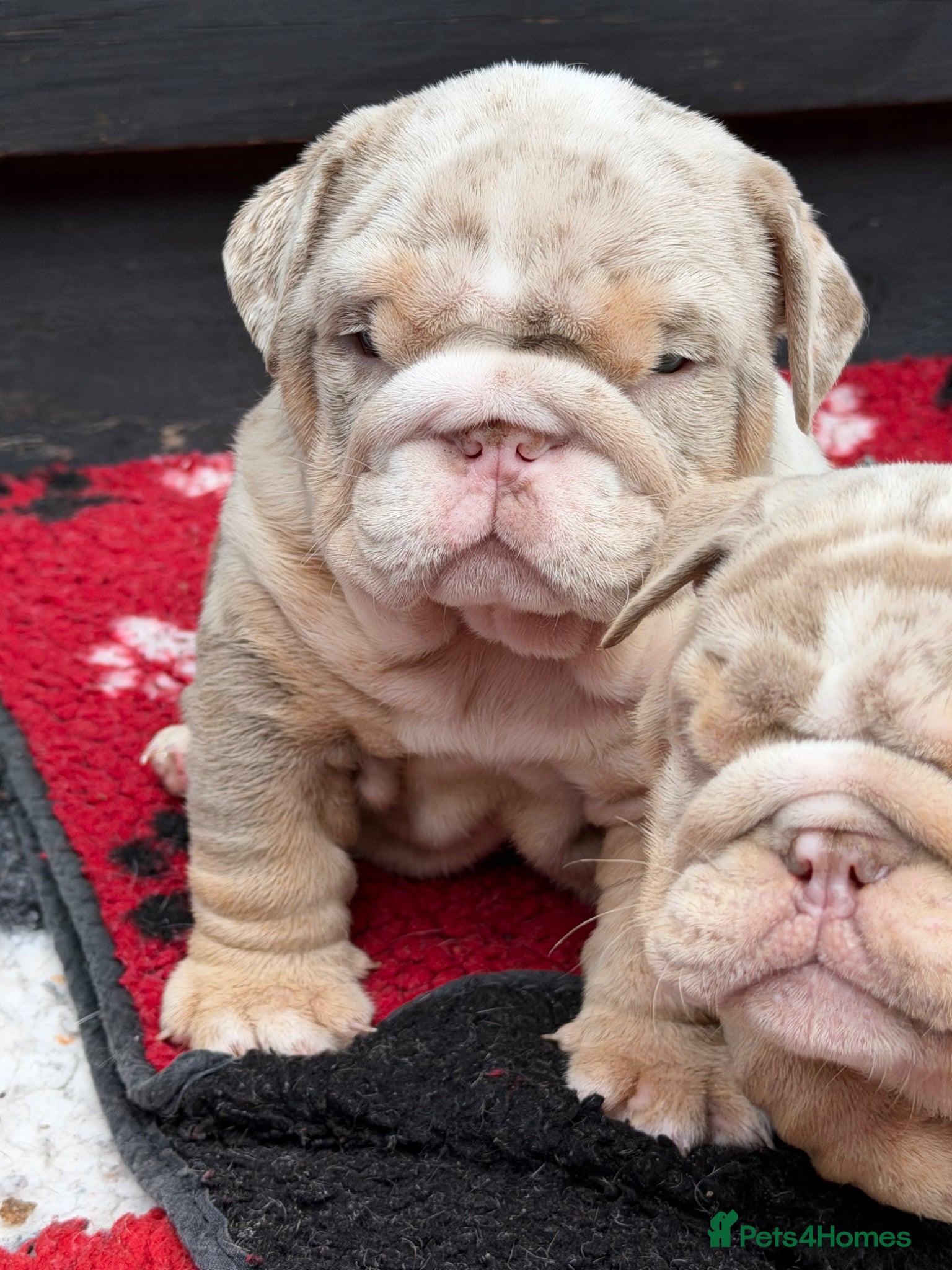 English Bulldog dogs British bull dog puppy’s  - Advert 2