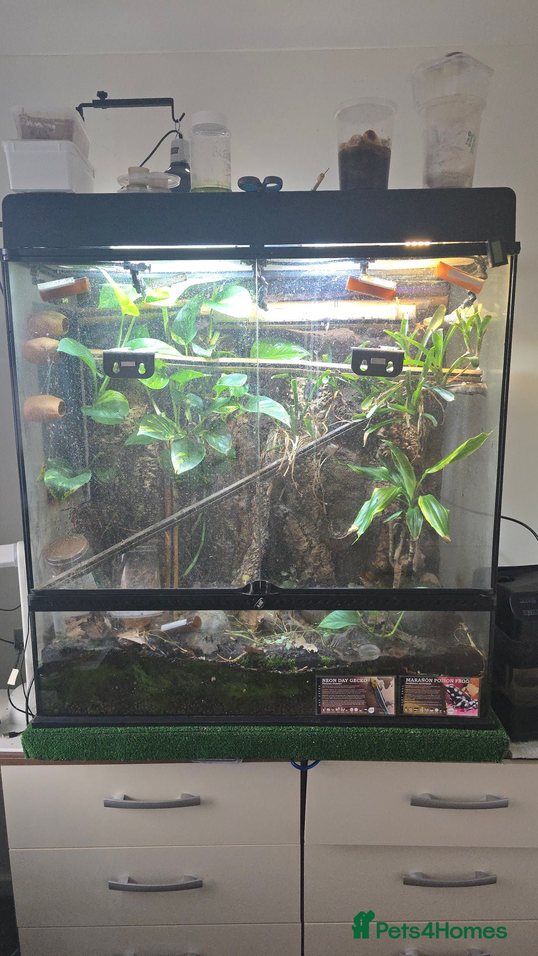 Gecko reptiles for sale: Viv job lot - Advert 1