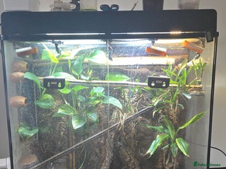 Gecko reptiles Viv job lot - Advert 2