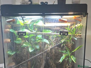 Gecko reptiles Viv job lot - Advert 16