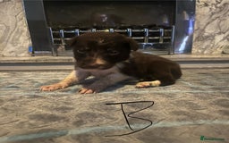 Border Collie dogs for sale: Border collie puppies - Image 28